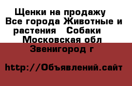 Щенки на продажу - Все города Животные и растения » Собаки   . Московская обл.,Звенигород г.